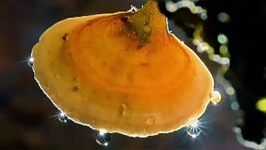 哪吒2特效出自4000多名动画人,澳门精准一肖一码2香港王中王,决策资料解释落实_体验版V13.11